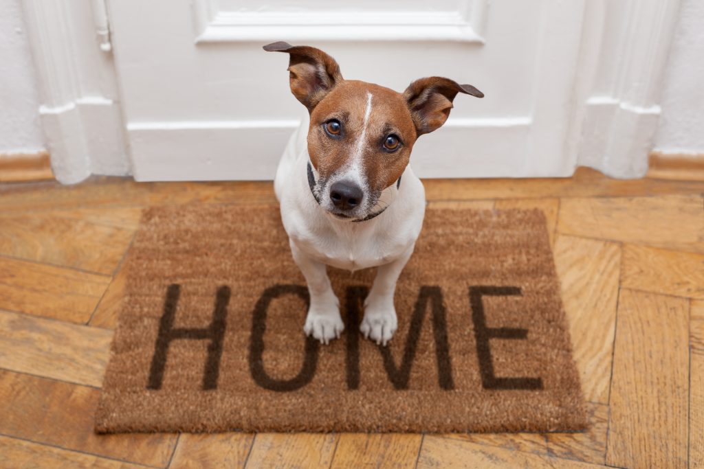 pet freindly home buying
