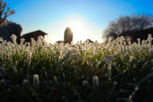 frosted grass, winter is coming